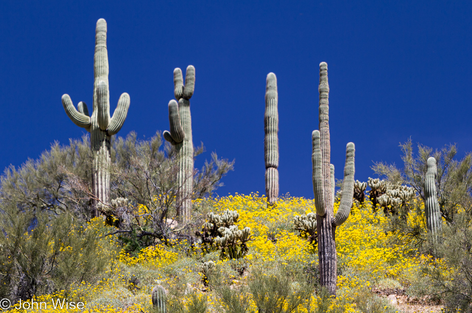 Wildflowers and saguaro cactus in the Arizona desert April 2010