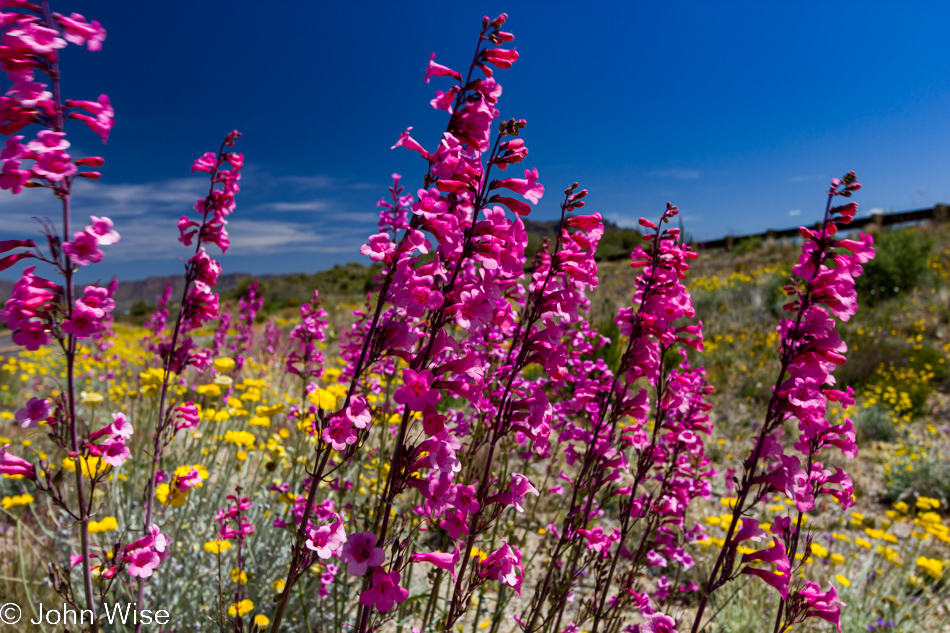 Parry Penstemon pink bell flowers growing wild near Superior, Arizona April 2010