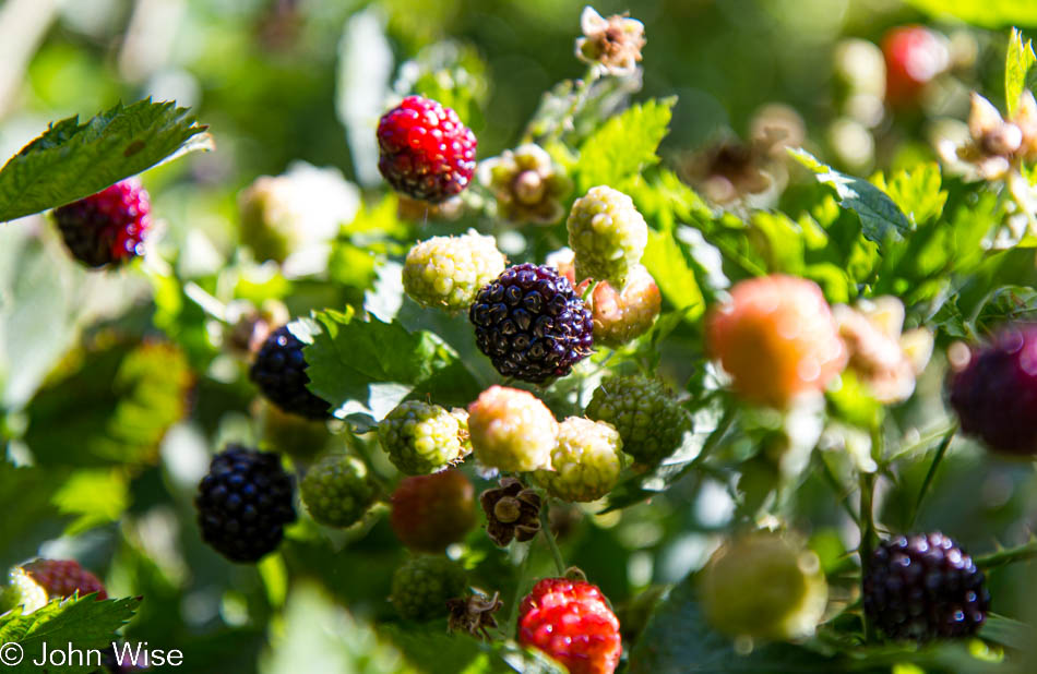 Blackberries on the bush at Silva's Farm in Yuma, Arizona