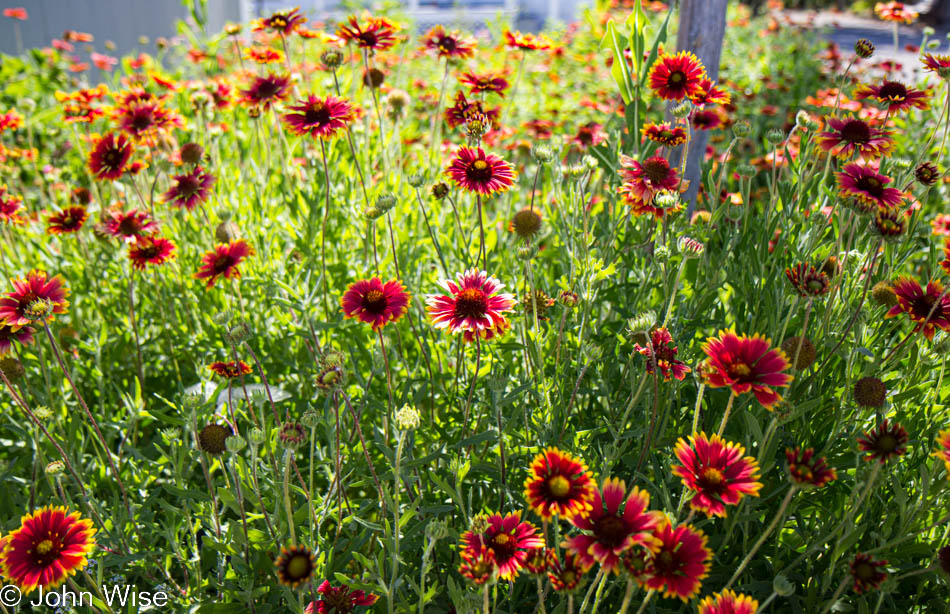 Flowers at Silva's Farms in Yuma, Arizona