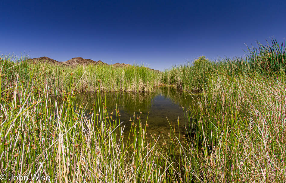 The wetlands near Imperial Dam north of Yuma, Arizona