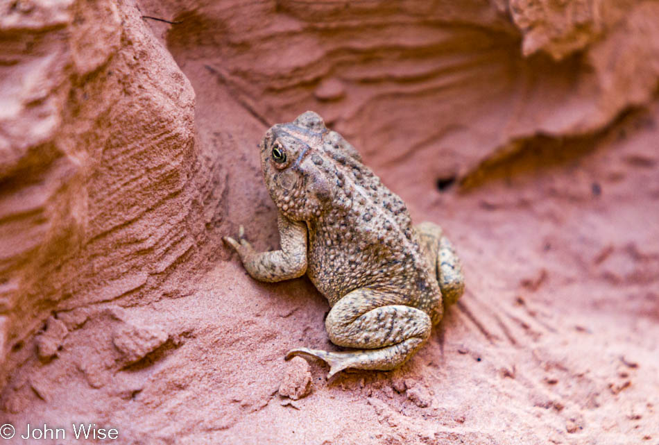 A Woodhouse Toad in Horseshoe Canyon at Canyonlands National Park in Utah
