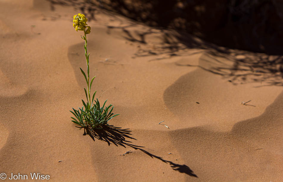 A lone wildflower in the red sands of Horseshoe Canyon in Canyonlands National Park in Utah