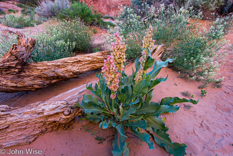Various plants, flowers, and dead old logs on the desert floor in Arches National Park in Utah