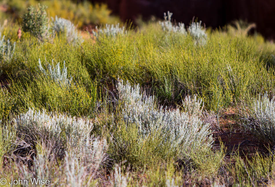 Desert plant life in Arches National Park in Utah