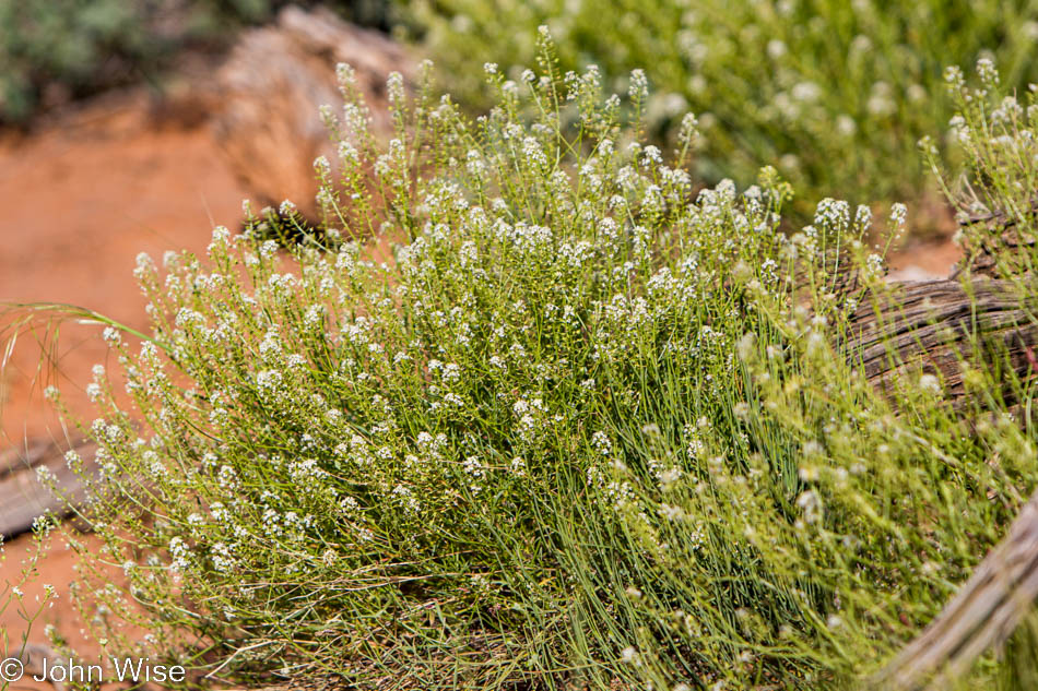 Flowering plant life in Arches National Park in Utah