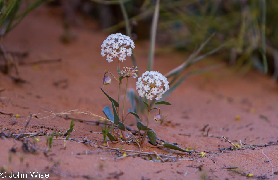 Flowers blooming in Arches National Park in Utah