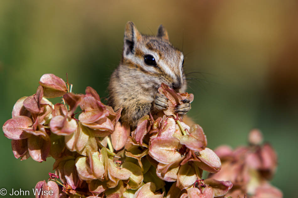 A chipmunk eating breakfast in Arches National Park in Utah