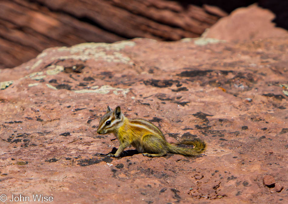 A yellow Colorado Chipmunk posing at Dead Horse Point State Park in Utah