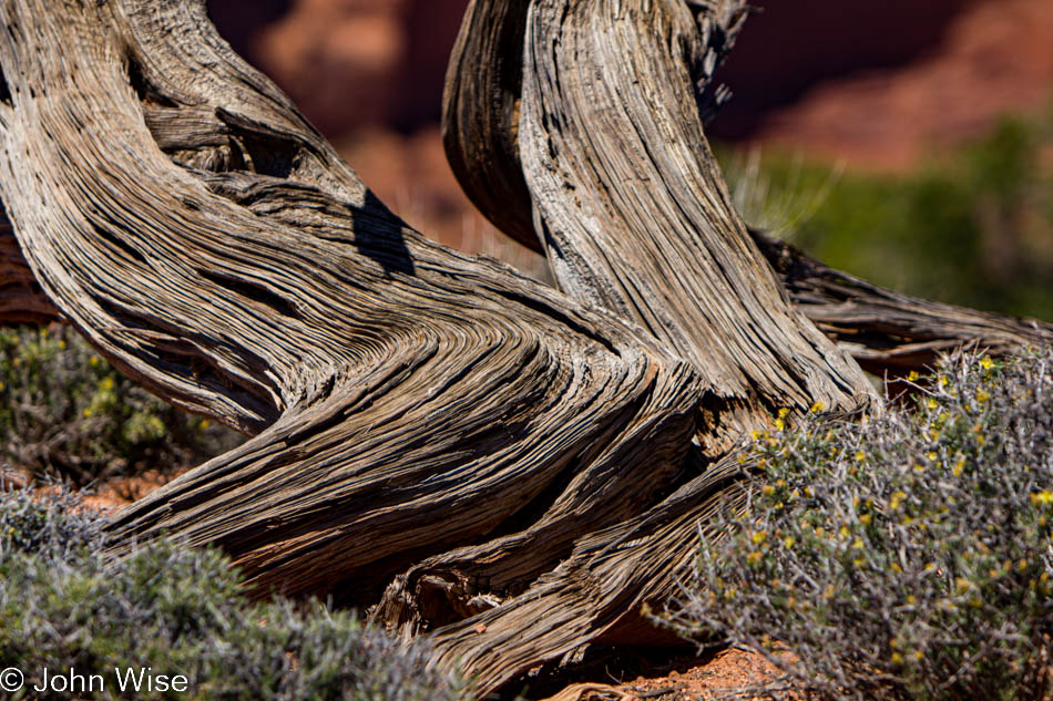 Twisted bark of a tree at Canyonlands National Park Islands in the Sky sector in Utah