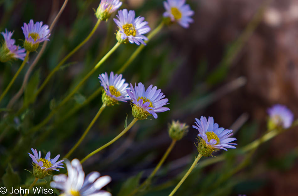 Little purple flowers in bloom at Canyonlands National Park in Utah