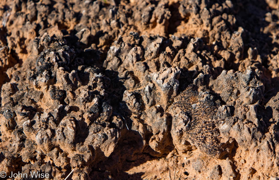 Cryptobiotic soil in Canyonlands National Park in Utah