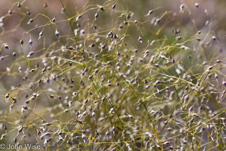 Unidentified plant near Canyonlands National Park in Utah