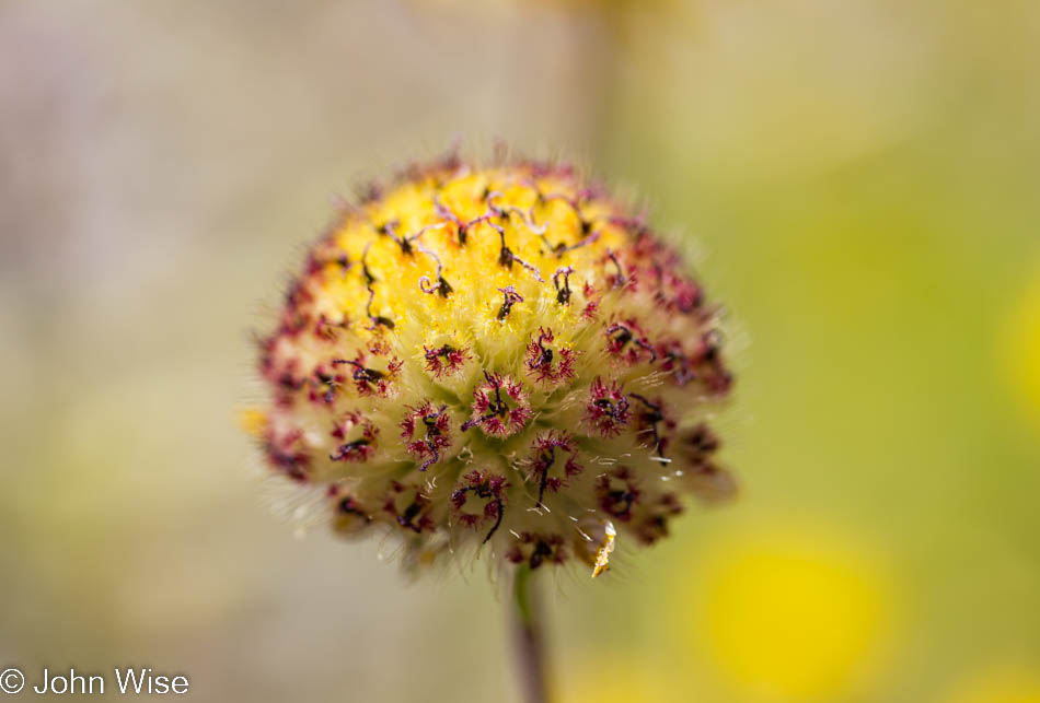 Unidentified flower near Canyonlands National Park in Utah