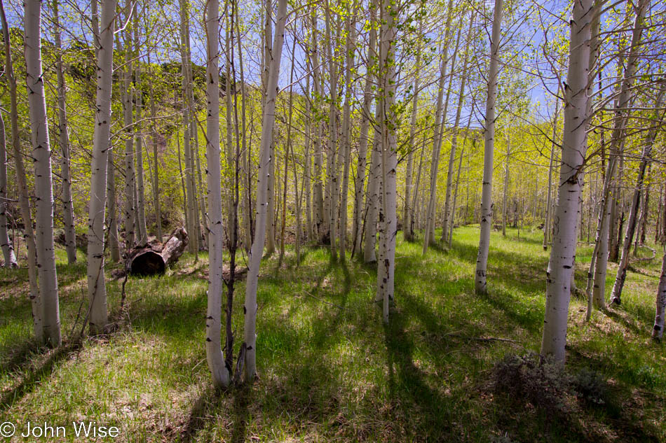 Stand of aspen trees near Monticello, Utah in the Manti-La Sal National Forest