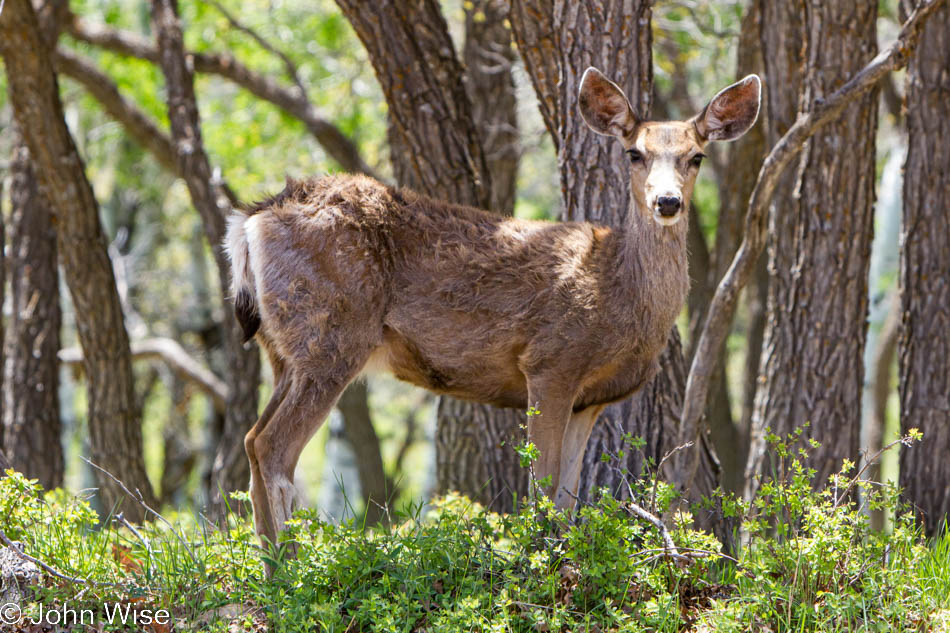 Deer roadside on County Road 101 west of Monticello, Utah