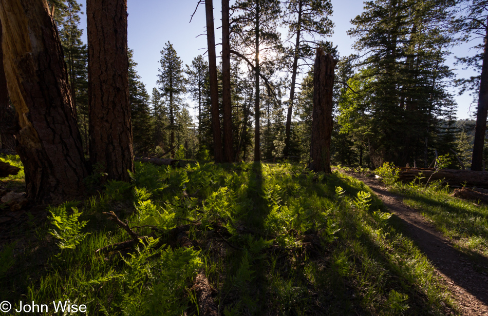 Widforss Trail at the North Rim of the Grand Canyon National Park in Arizona