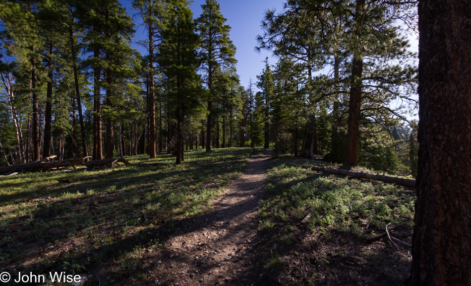 Widforss Trail at the North Rim of the Grand Canyon National Park in Arizona