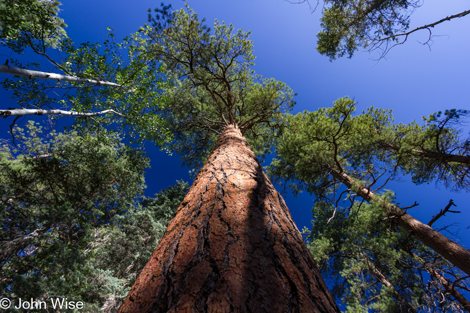 Widforss Trail at the North Rim of the Grand Canyon National Park in Arizona