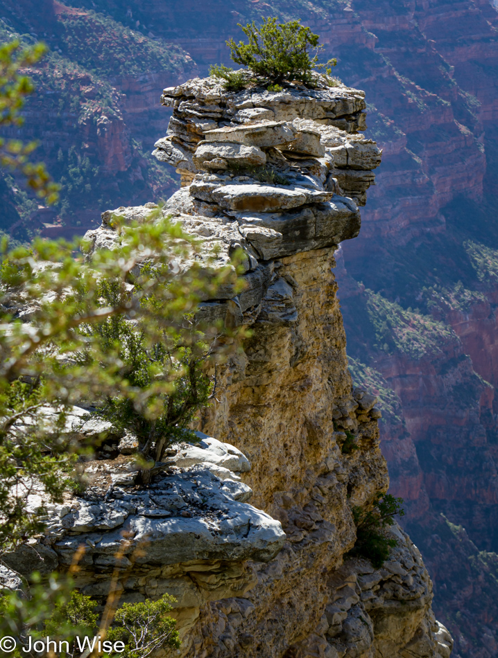 Widforss Trail at the North Rim of the Grand Canyon National Park in Arizona