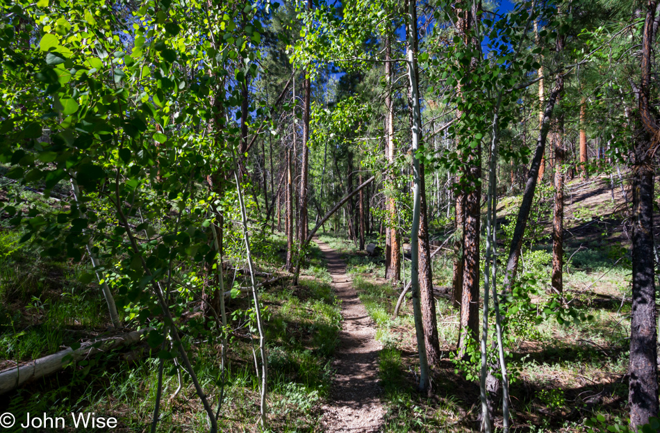 Widforss Trail at the North Rim of the Grand Canyon National Park in Arizona