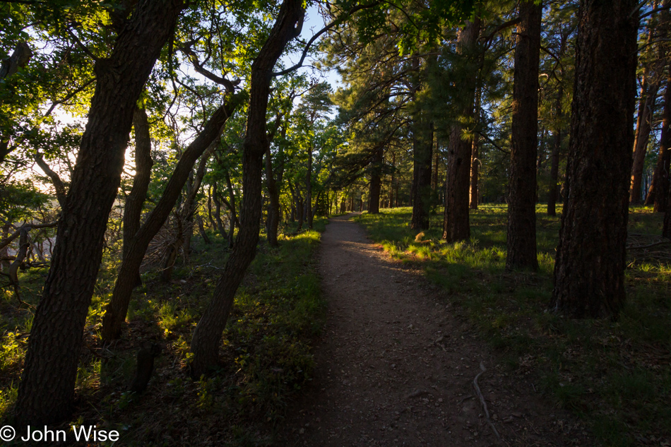 Transept Trail at sunset on the north rim of the Grand Canyon National Park