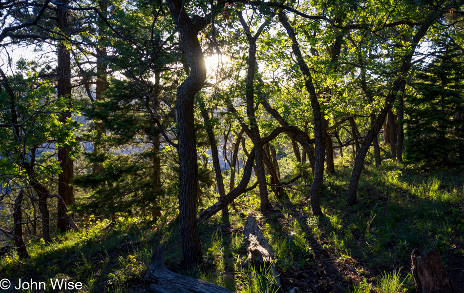 Transept Trail at sunset on the north rim of the Grand Canyon National Park