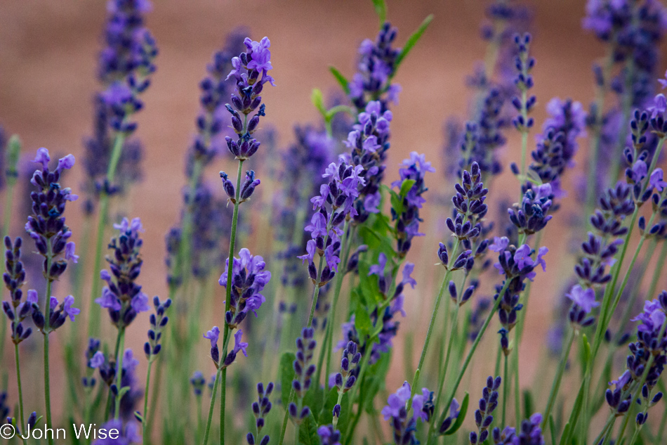 Lavender from Red Rock Ranch and Farm near Concho, Arizona