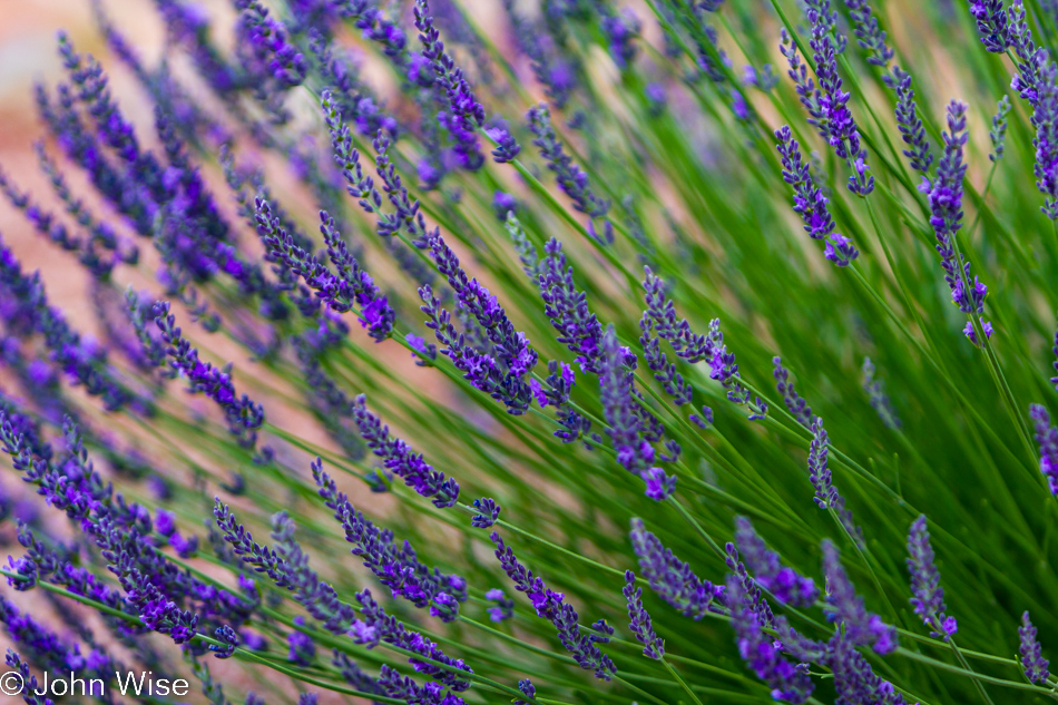 Lavender from Red Rock Ranch and Farm near Concho, Arizona