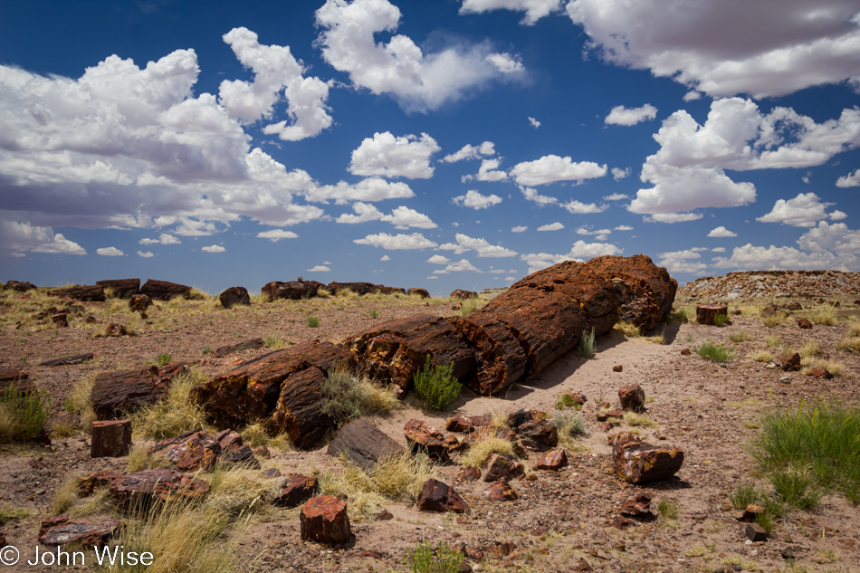 Petrified wood against a fluffy white cloud sky in Petrified Forest National Park, Arizona