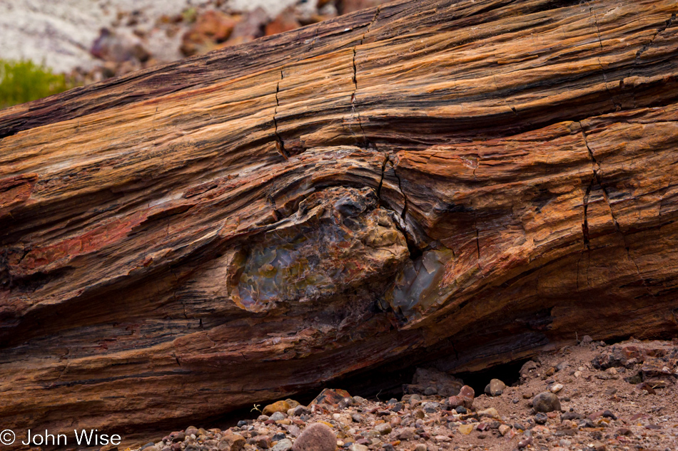 Petrified log at Petrified Forest National Park in Arizona