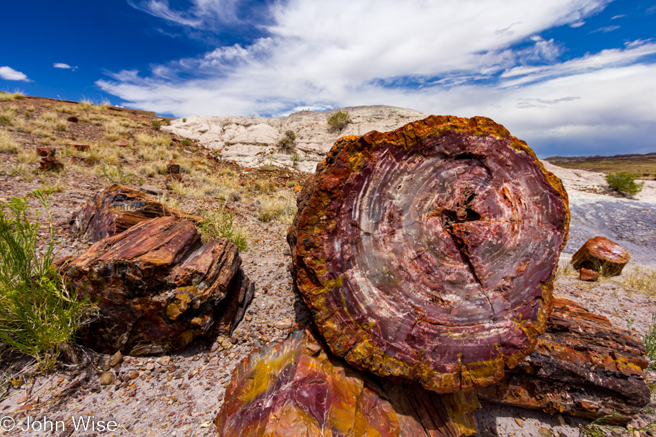 Petrified wood at Petrified Forest National Park in Arizona