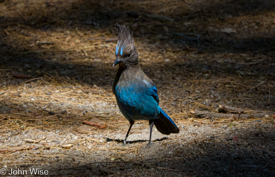 A Steller's Jay in King's Canyon National Park, California