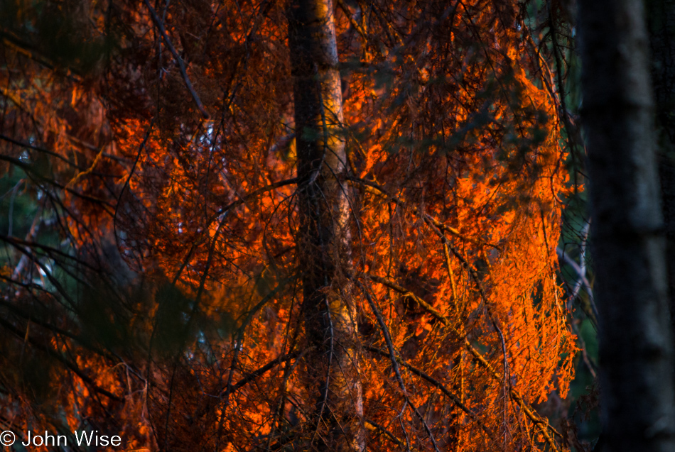 Late afternoon sunset illuminating tree leaves to the point they look as though they were on fire in Kings Canyon National Park, California