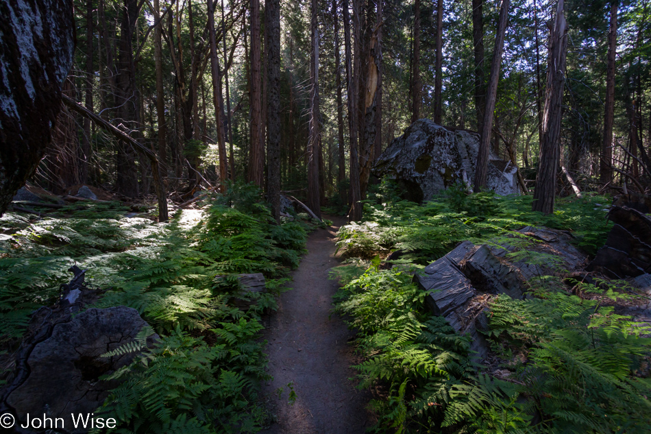 Amongst the ferns in the forest on the Mist Falls Trails in Kings Canyon National Park, California