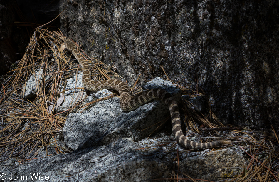 A rattle snake on the Mist Falls Trail in Kings Canyon National Park, California