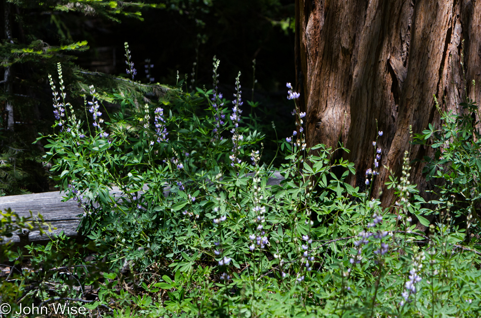 A lush fairy garden on the Mist Falls Trail in Kings Canyon National Park, California