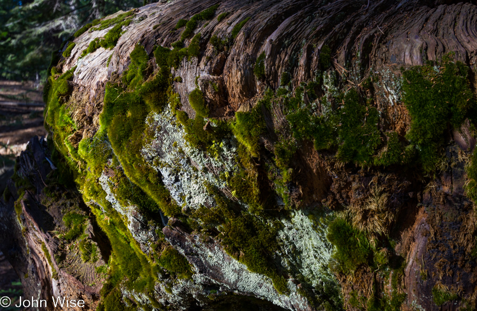 Mosses growing on a dead burned out trunk of a Sequoia tree in Kings Canyon National Park, California