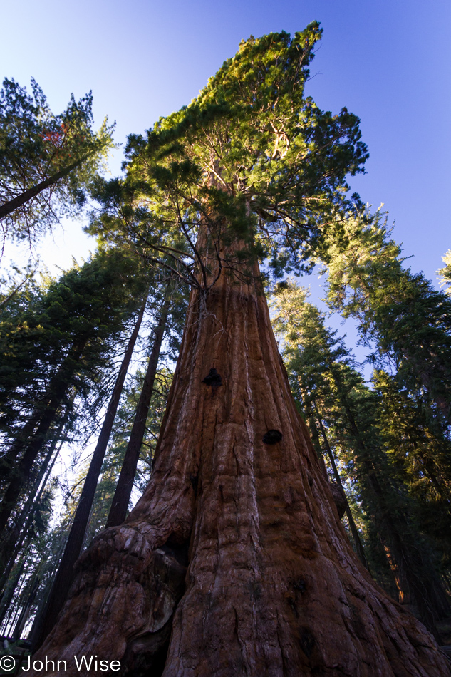 The General Grant Sequoia tree, the second largest tree on earth at Kings Canyon National Park, California