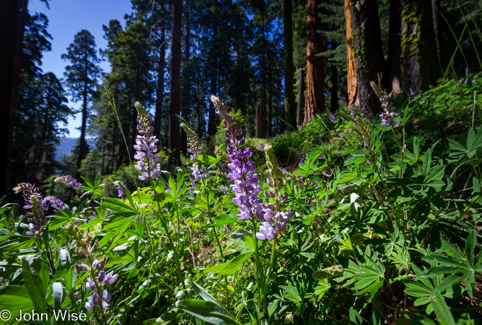 Trail side in Redwood Canyon at Kings Canyon National Park in California