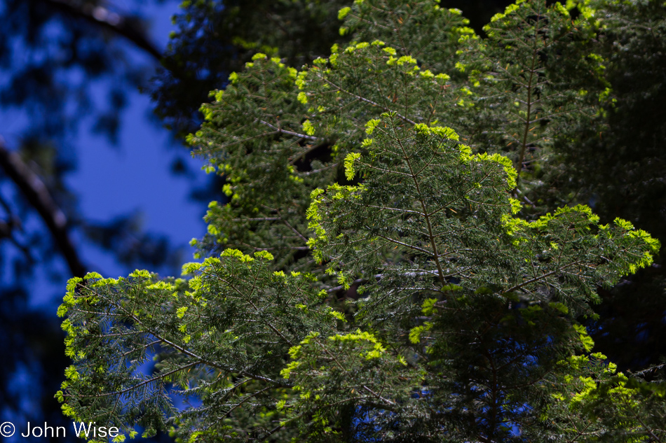 Fresh green growth of a tree in Kings Canyon National Park in California