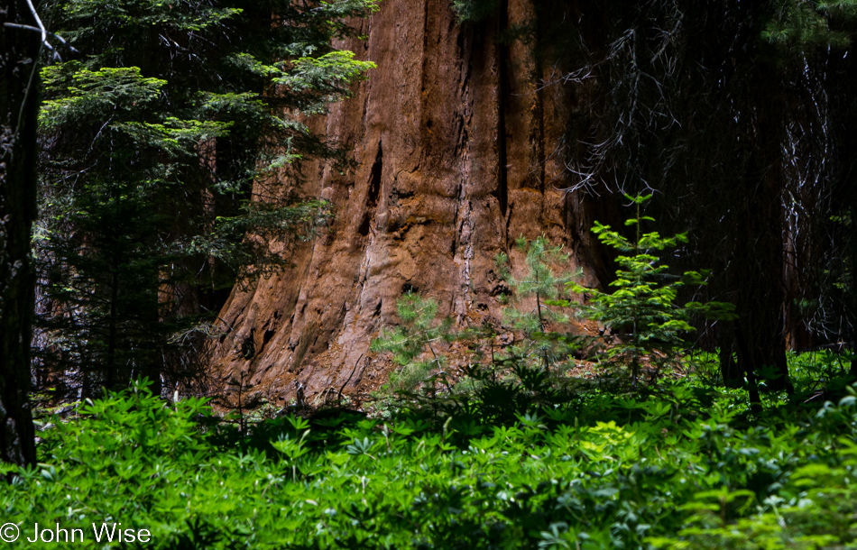 Base of a Sequoia tree in the Sugarbowl grove in Kings Canyon National Park, California