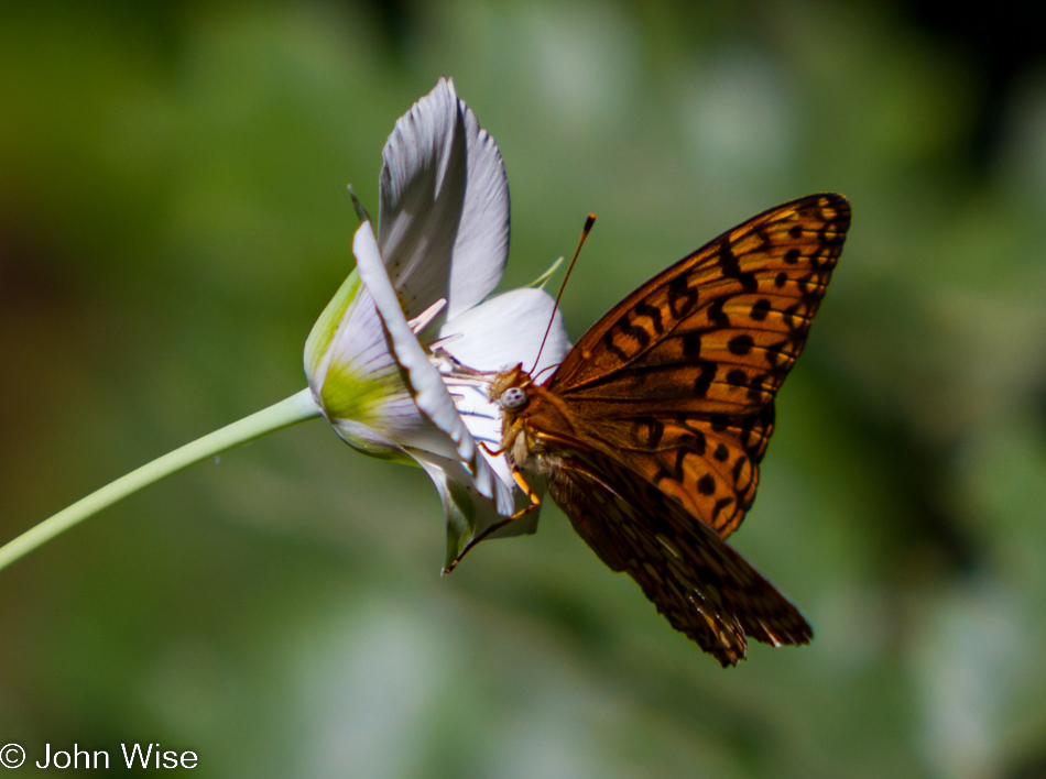 A butterfly sucking up nectar in a flower at Kings Canyon National Park, California