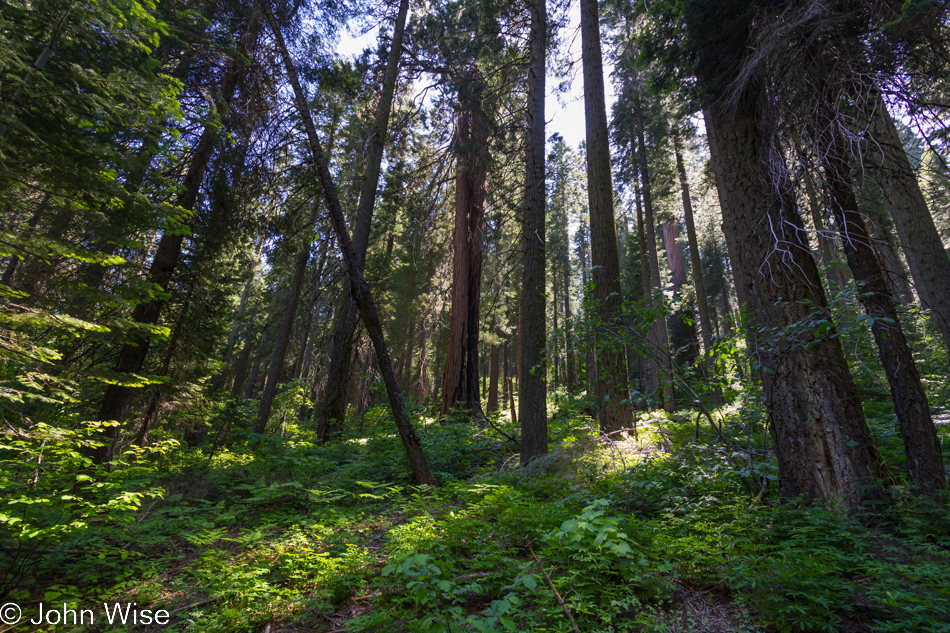 In the forest of Redwood Canyon at Kings Canyon National Park, California