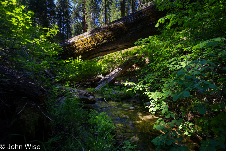 A stream flowing under a fallen tree in Kings Canyon National Park, California