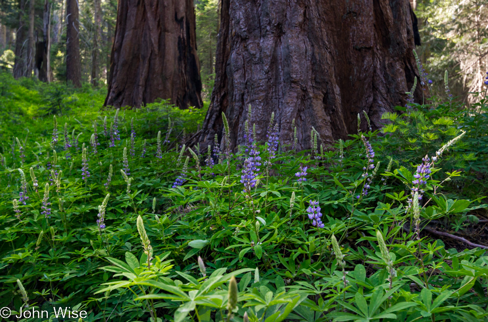 Lush green foliage and purple flowers at the foot of giant Sequoia trees in Kings Canyon National Park, California