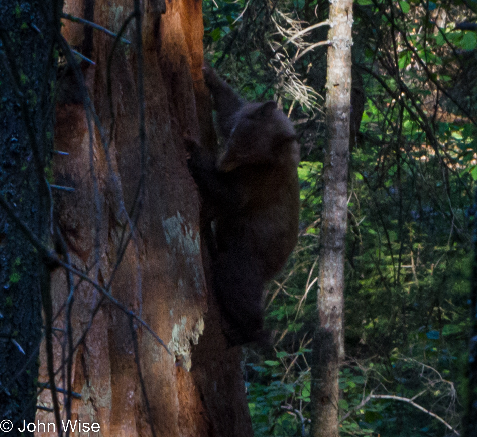 A bear crawling up a giant Sequoia tree looking for food in Kings Canyon National Park, California