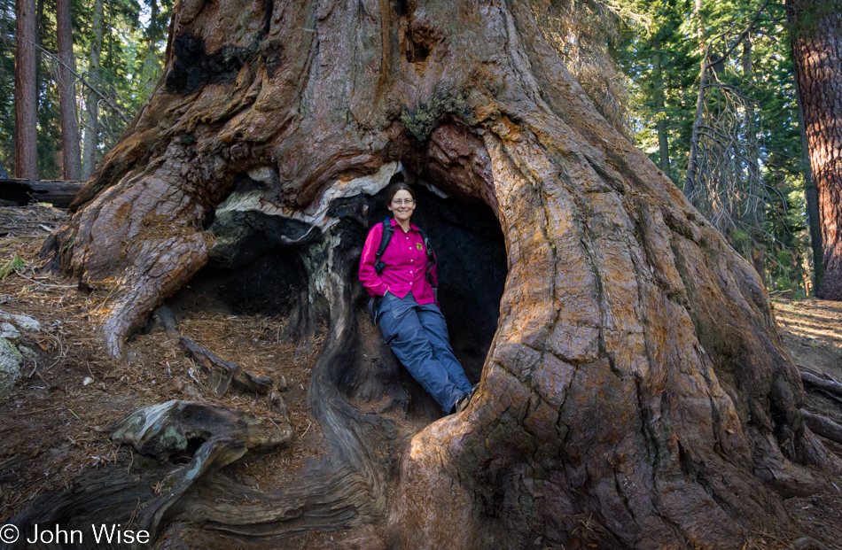 Caroline Wise standing in the trunk of a giant Sequoia tree in Sequoia National Park, California