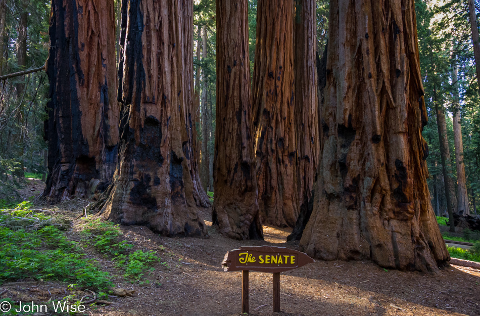 The Senate in Sequoia National Park, California