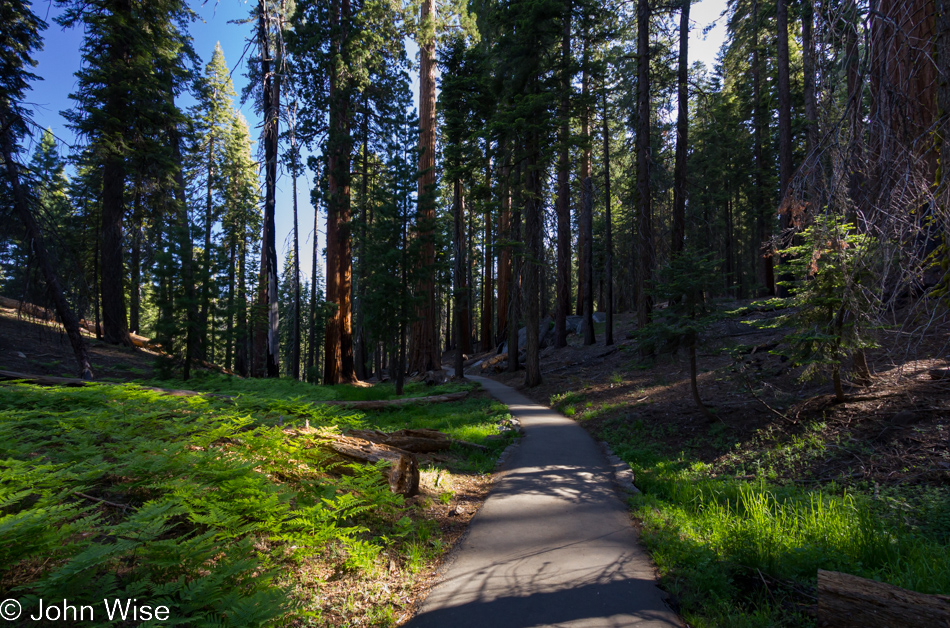 On the loop trail near the General Sherman tree in Sequoia National Park, California